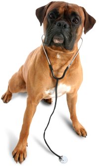 Animal Health Clinic Veterinarian In Bradenton Fl Us